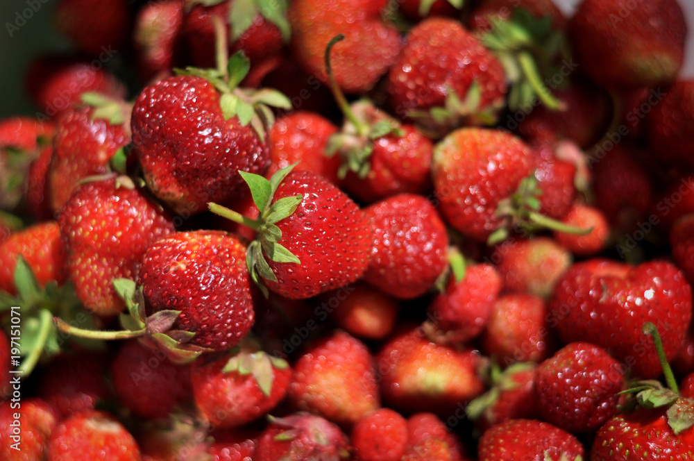 Ripe, red strawberries, in the sun. Ripe, red strawberries, in the sun.