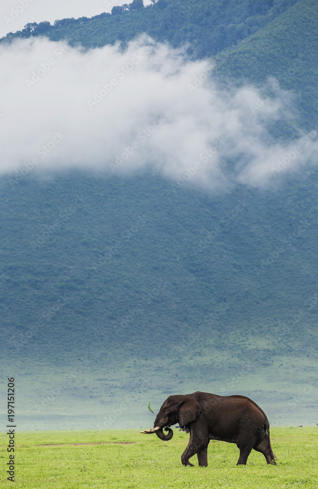 Fototapeta premium Elephant in the crater Ngorongoro against the background of fog. Africa. Tanzania. Ngorongoro National Park.