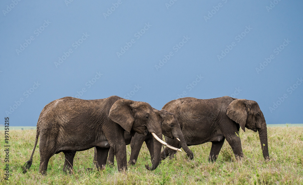 Group of elephants in the savannah. Africa. Tanzania. Serengeti National Park .