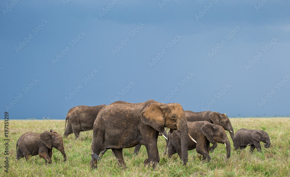 Fototapeta premium Group of elephants in the savannah. Africa. Tanzania. Serengeti National Park .