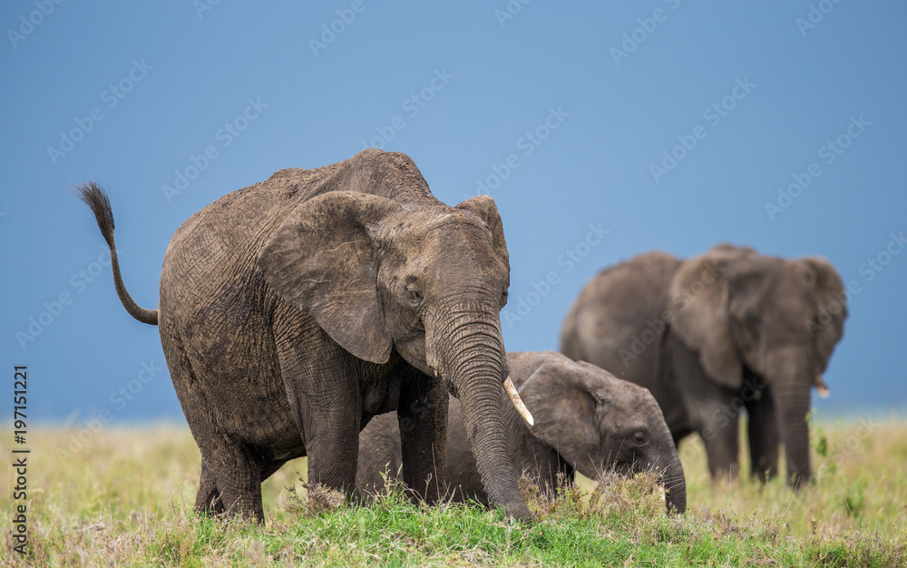 Fototapeta premium Group of elephants in the savannah. Africa. Tanzania. Serengeti National Park .