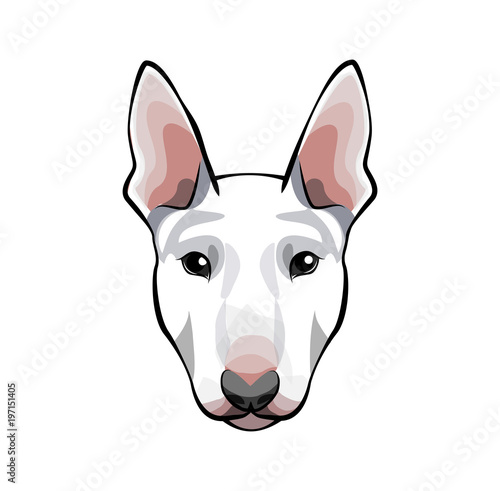 Image of an dog bull terrier on white background. © khabarushka