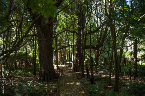 Forest walk in Lilly Pilly Gully