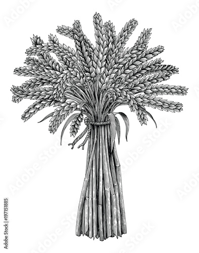 Wheat stack hand drawing vintage engraving style,Organic ingredient for make beer
