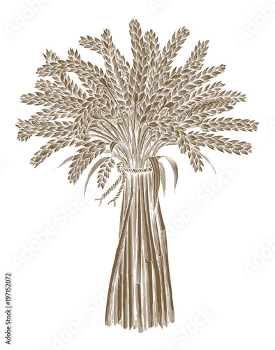 Wheat stack hand drawing vintage engraving style,Organic ingredient for make beer