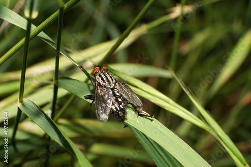 Macro of a large Caucasian gray fly Wohlfahrtia magnifica having a rest on the grass photo