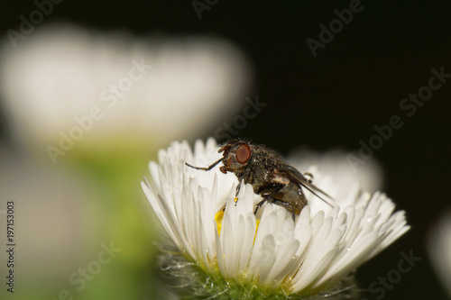 Close-up of a small fly germ of a Delia platura in a photo