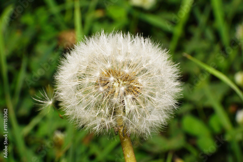 Fototapeta Naklejka Na Ścianę i Meble -  White inflorescence of the acacia of the Caucasian dandelion flower Taraxacum officinale