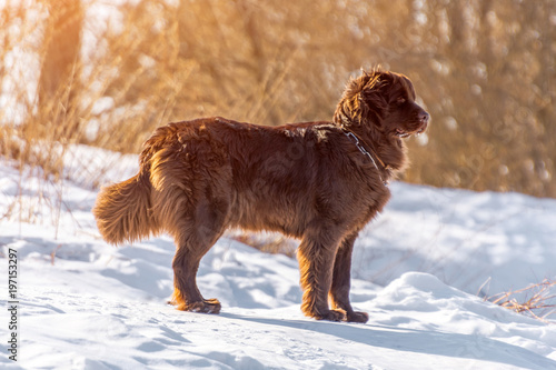 Newfoundland brown dog stand looking around in winter sunny day.