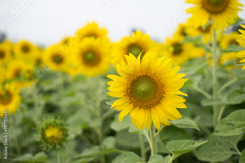 Close up Sunflower in Sunflower Garden.