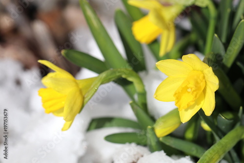 Detailaufnahme von wilden, gelben Narzissen im Schnee - als Vorboten des Frühlings
