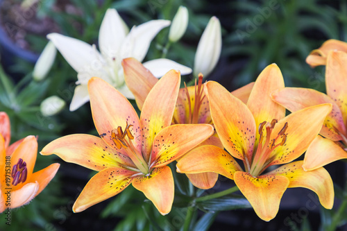 Lily flower and green leaf background in garden at sunny summer or spring day for postcard beauty decoration and agriculture concept design. Lily Lilium hybrids.