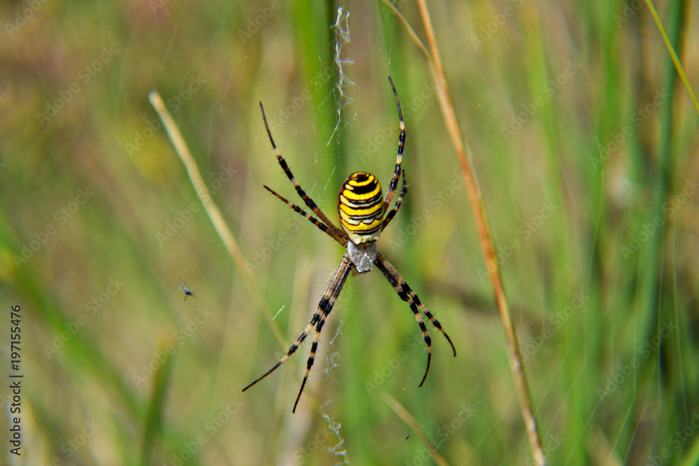 closeup of wasp spider in the grass making net closeup of wasp spider in the grass making net