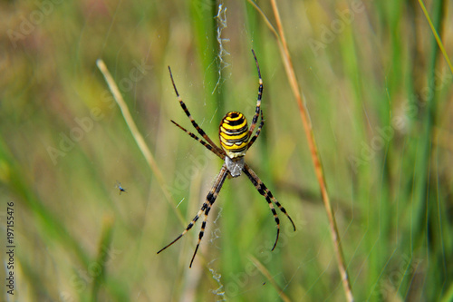 closeup of wasp spider in the grass making net 