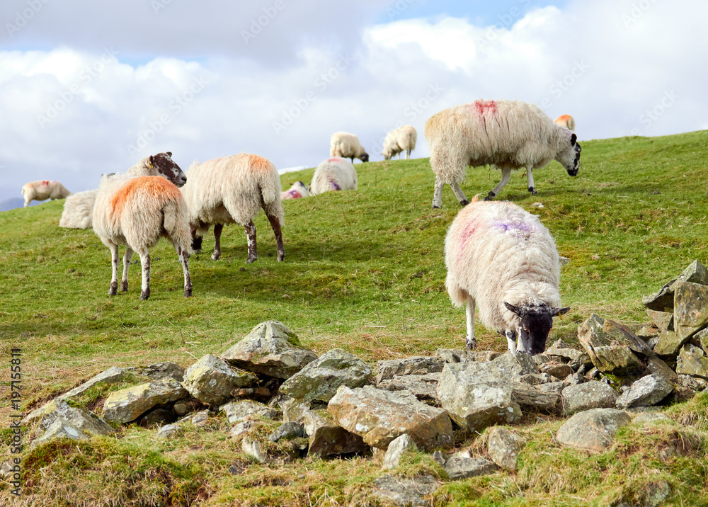 Obraz premium Sheep grazing on green grass on a field in England, UK.