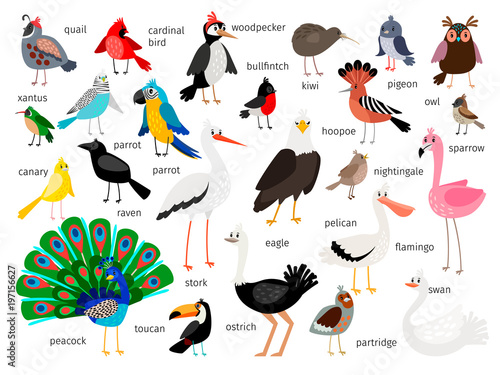 European and asian bird set