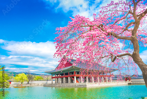 Billede på lærred gyeongbokgung palace with cherry blossom tree in spring time in seoul , south korea