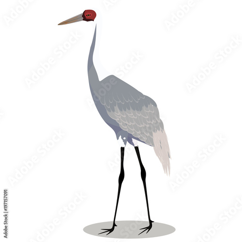 White naped crane cartoon