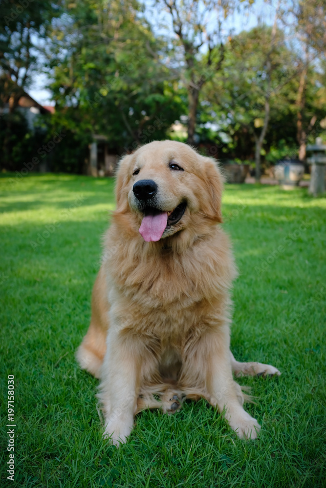 Golden Retriever Dog Sitting on the Grass