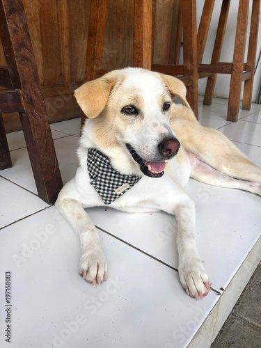 A white dog, a mongrel in a stylish banded bandana around his neck, lies on the floor in a cafe. Bali Island where everyone loves dogs.