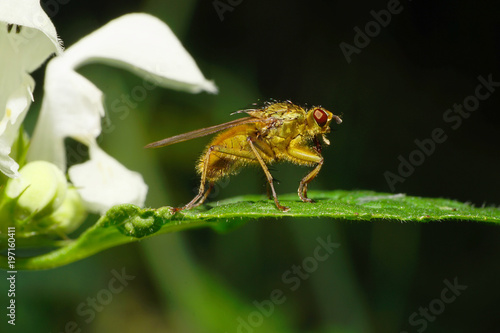 Macro of Caucasian bristly fly on Lamium album photo