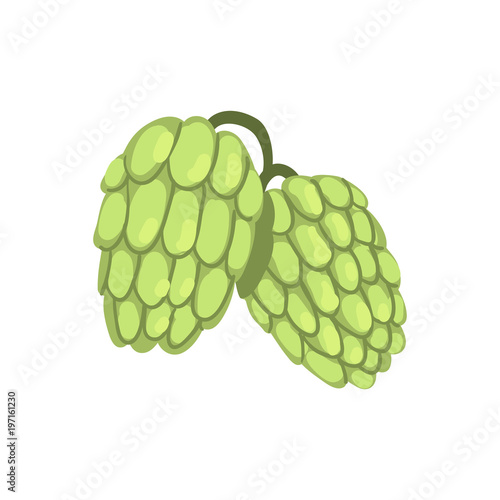 Hops, humulus lupulus plant, element for brewery products design vector Illustration on a white background