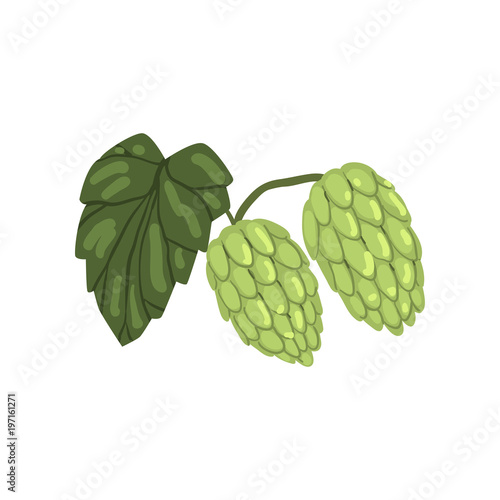 Green hops with leaf, humulus lupulus plant, element for brewery products design vector Illustration on a white background