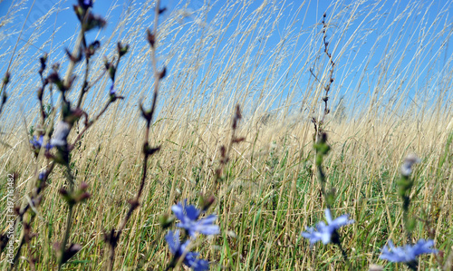 a picturesque landscape of the spring Alpine meadow, a kind of colorful beautiful field plants. Flowers with petals of sky-blue color. Delphinium, Chamomile, tansy, St. John's wort, yarrow, Achillea photo