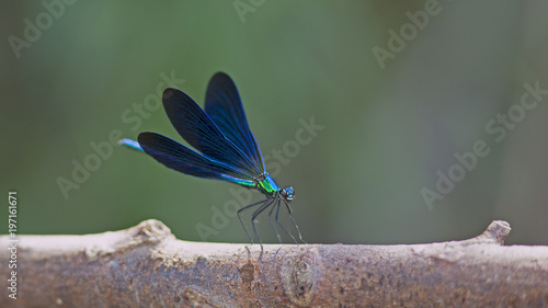 Libellule bleue accrochée à un roseau au-dessus de l'eau d'une rivière. Demoiselle insecte volant dans la nature du Sud de la France en été