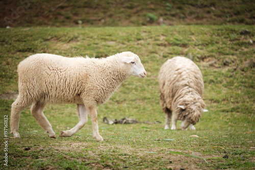 Cute funny happy sheep at outdoor garden nature field valley