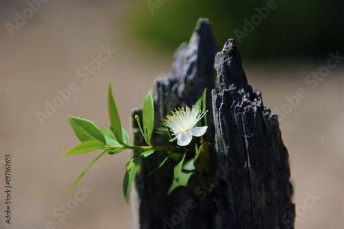 flor