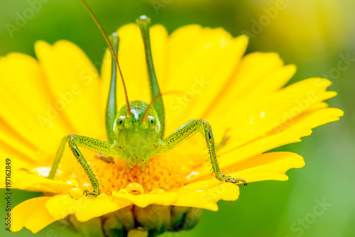 Grasshopper green on yellow flower © charlymorlock