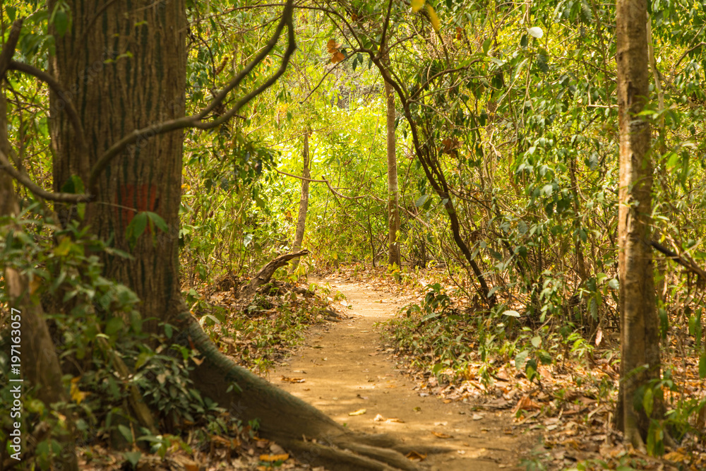 Naklejka premium Wanderung durch Costa Ricas Naturschutzgebiet, Nicoya-Halbinsel