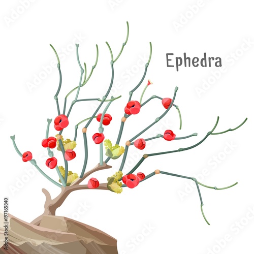 Ephedra widespread tree growing in stone, joint-pine, jointfir, photo