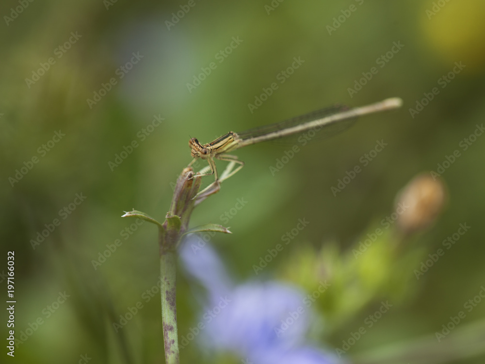 Libellule bleue accrochée à un roseau au-dessus de l'eau d'une rivière. Demoiselle insecte volant dans la nature du Sud de la France en été Libellule bleue accrochée à un roseau au-dessus de l'eau d'une rivière. Demoiselle insecte volant dans la nature du Sud de la France en été
