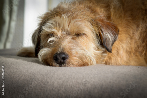 Hundeschnauze with fluffy dog fur, light brown lies on dog pillows, dog blanket. Mixed breed dog