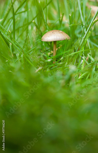 Small mushroom in the green grass