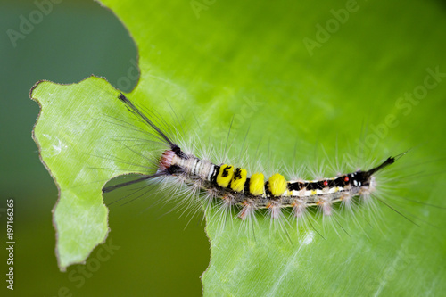 Image of worm on a green leaf, A reptile that is common in nature Living under the ground Leaves and trees. Insect. Animal