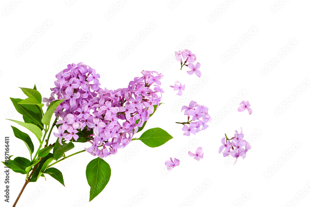 lilac flower on old wooden background Stock Photo | Adobe Stock