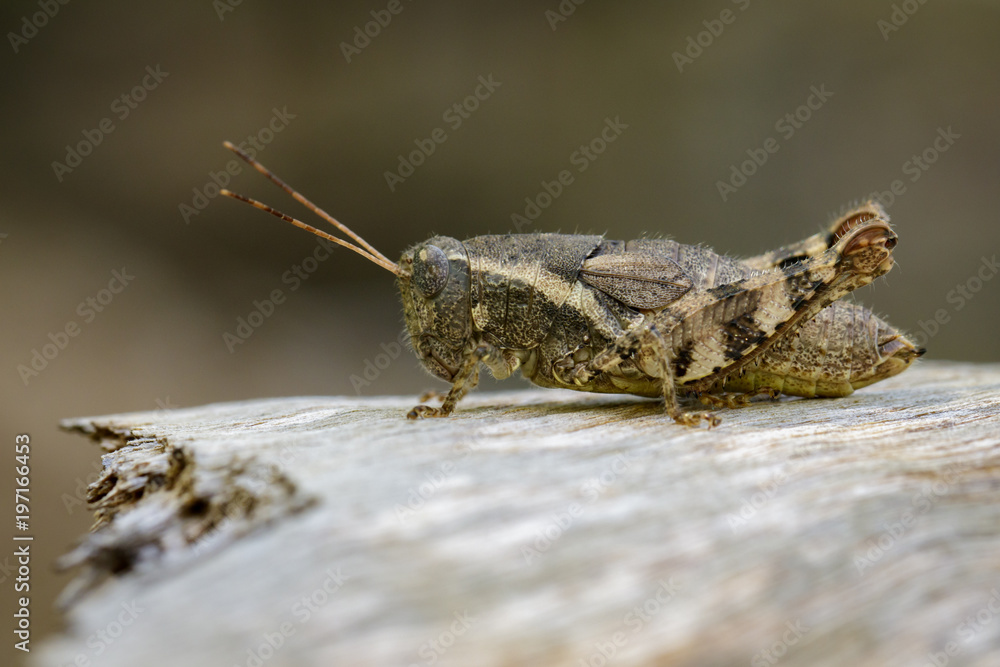 Obraz premium Image of a Brown grasshopper (Acrididae) on natural background. Insect. Animal