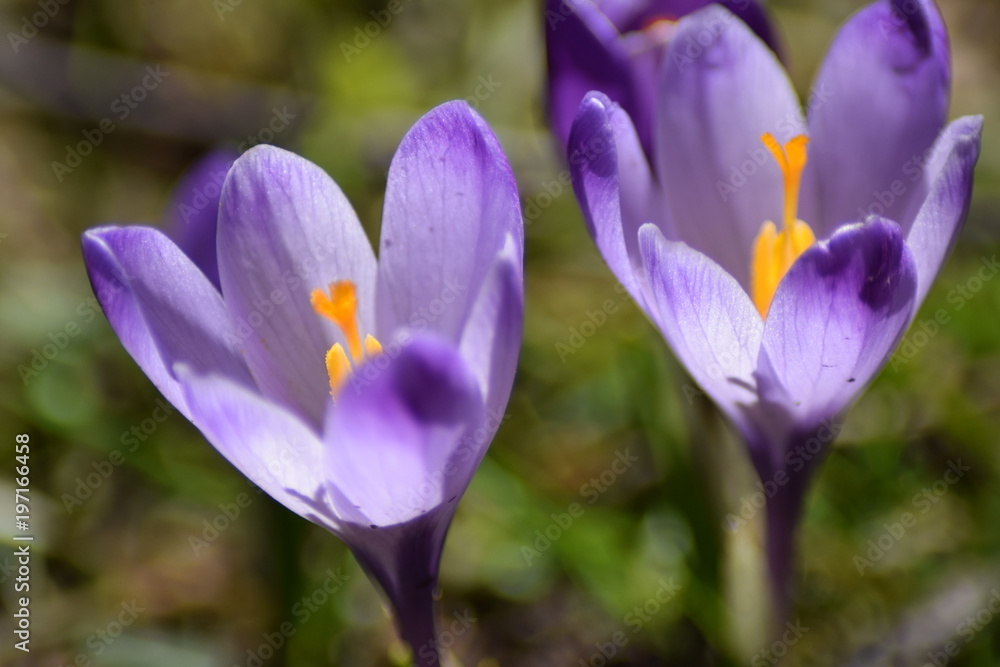 Fototapeta premium Beautiful purple crocus macro 
