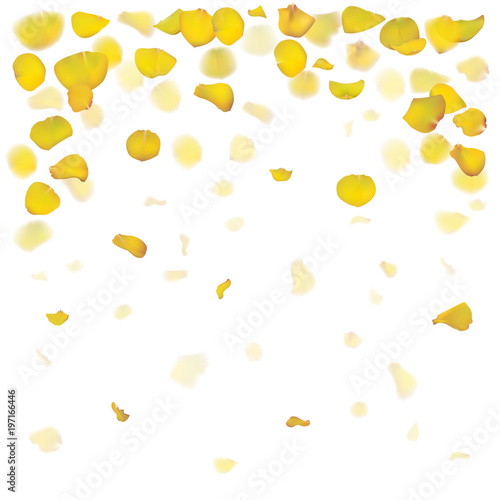 Yellow rose petals are falling down. The flowers are realistic. Vector illustration. Summer design.
