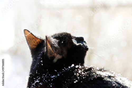 A black cat looks with surprise at falling snowflakes during a snowfall.