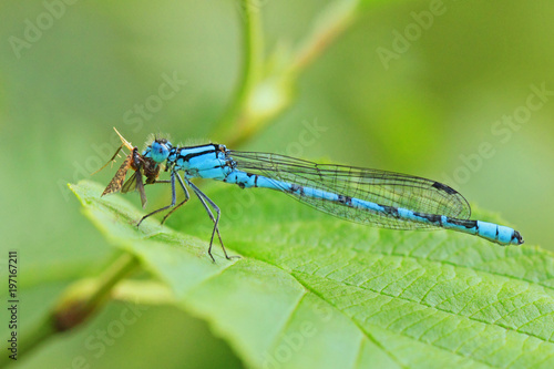 Libellule bleue accrochée à un roseau au-dessus de l'eau d'une rivière. Demoiselle insecte volant dans la nature du Sud de la France en été