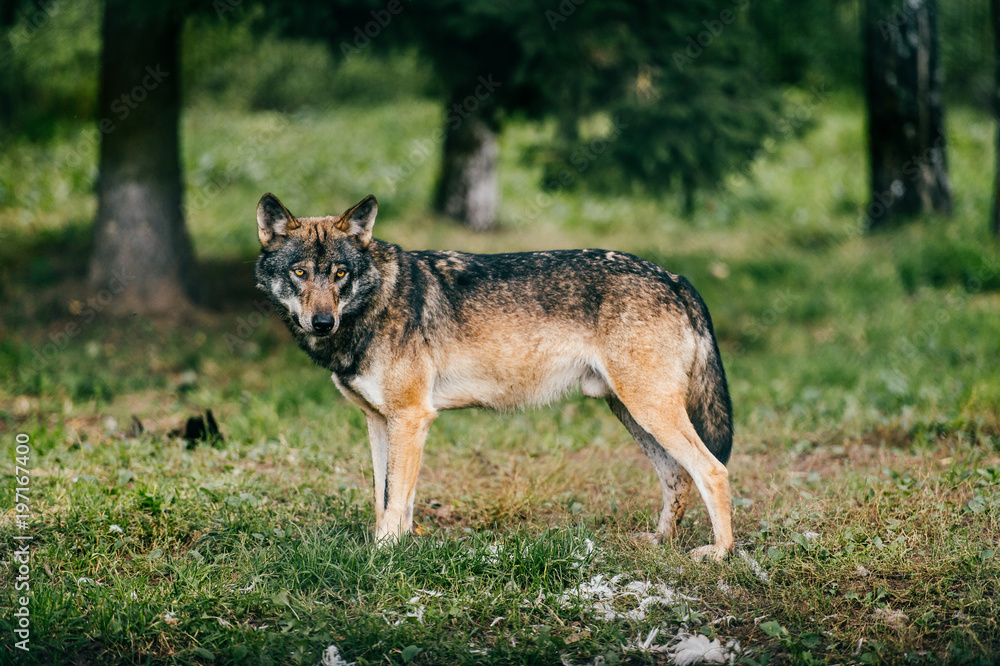 Fototapeta premium Outdoor wolf portrait. Wild carnivore predator at nature after hunting. Dangerous furry animal in european forest. Poor lonely canine muzzle in zoo. Feathers of eaten bird. Beast on wild territory.