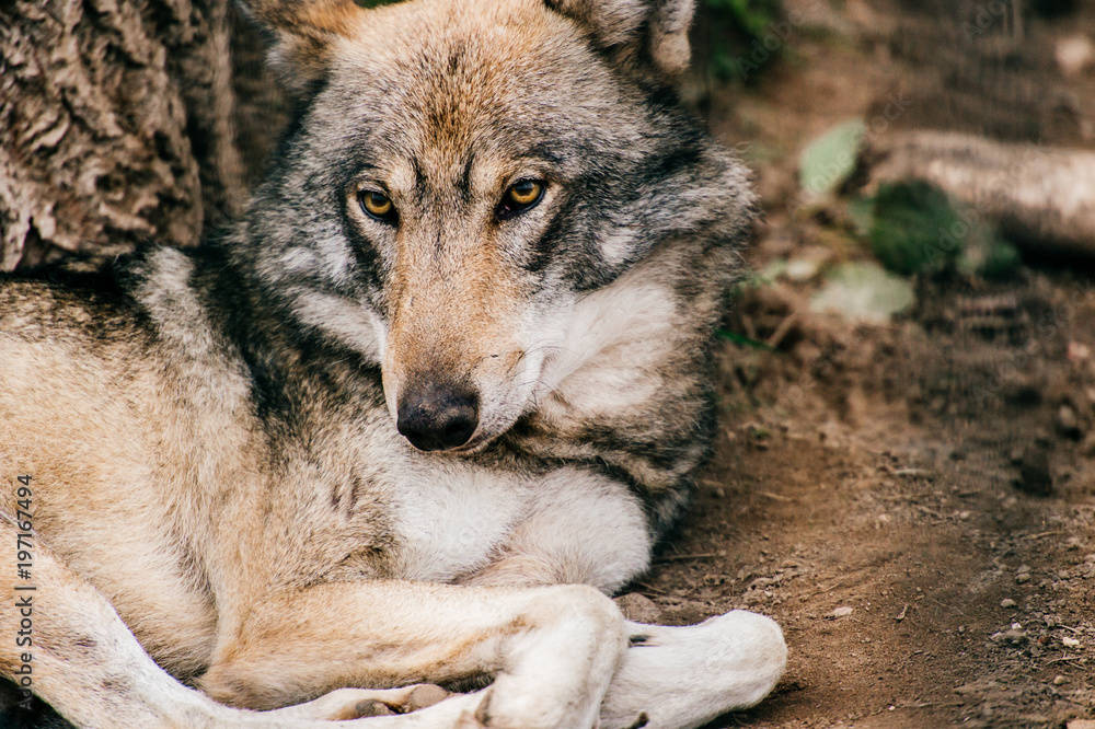 Fototapeta premium Outdoor wolf portrait. Wild carnivore predator at nature after hunting. Dangerous furry animal in european forest. Poor lonely canine muzzle in zoo. Feathers of eaten bird. Beast on wild territory.