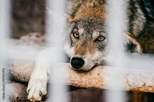 Outdoor wolf portrait. Wild carnivore predator at nature after hunting. Dangerous furry animal in european forest. Poor lonely canine muzzle in zoo. Feathers of eaten bird. Beast on wild territory. photo