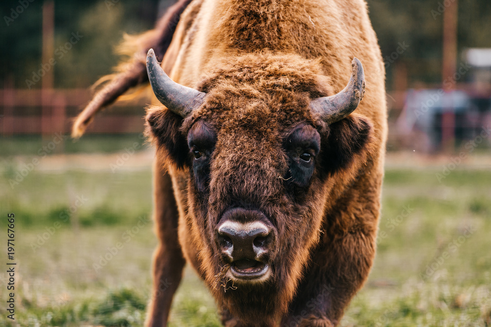 Bull bison closeup portrait in western europe zoo. Furry brown danferous herbivore animal habits in summer ooutdoor on field in wild nature. Buffalo wildlife. Head with horns. Funny muzzle looking.