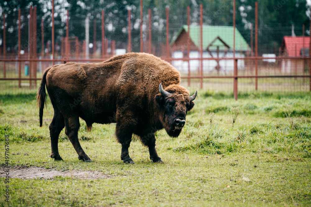 Bull bison closeup portrait in western europe zoo. Furry brown danferous herbivore animal habits in summer ooutdoor on field in wild nature. Buffalo wildlife. Head with horns. Funny muzzle looking. Bull bison closeup portrait in western europe zoo. Furry brown danferous herbivore animal habits in summer ooutdoor on field in wild nature. Buffalo wildlife. Head with horns. Funny muzzle looking.