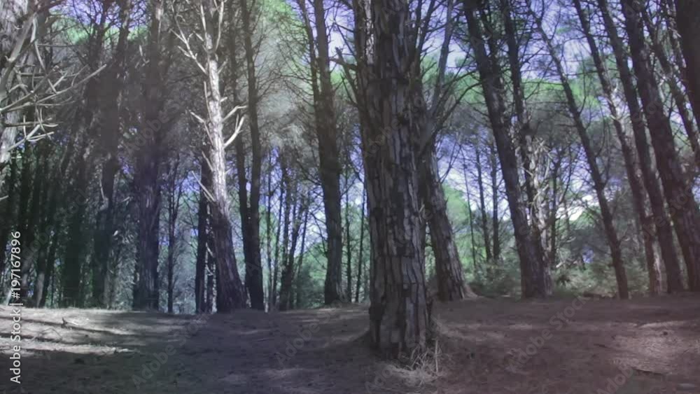 Aerial Flying Between Trees in Forest on Sunny Day. 